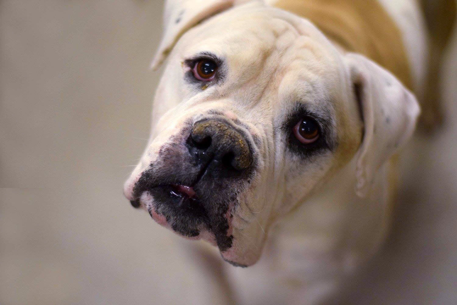 Adopt A Friend: Brewster